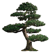bonsai tentoonstelling